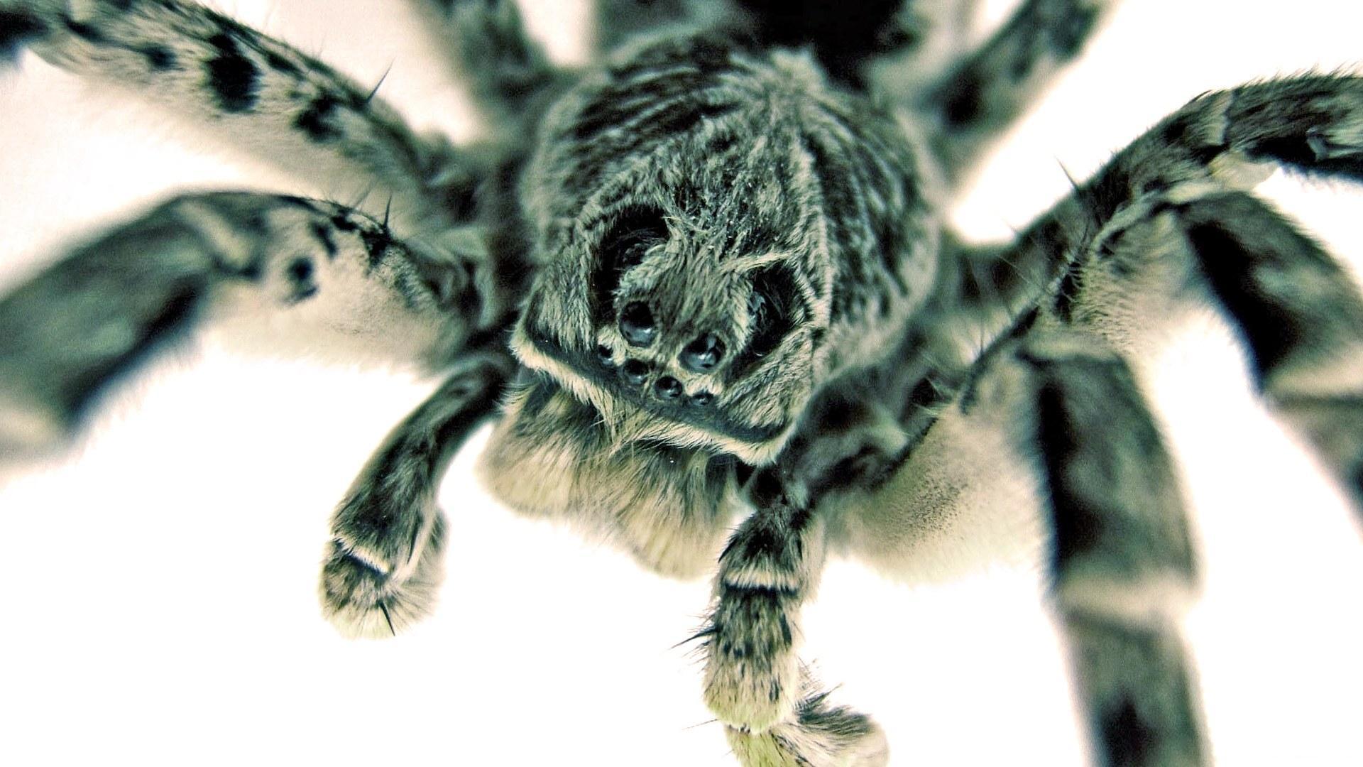 Wallpaper Eyes Spiders Jumping spider Animals Image Download