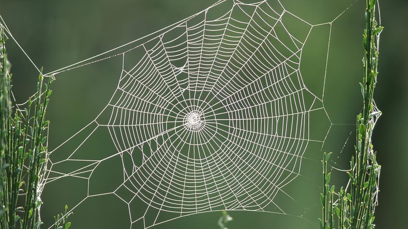 Spider Web HD wallpaperx768