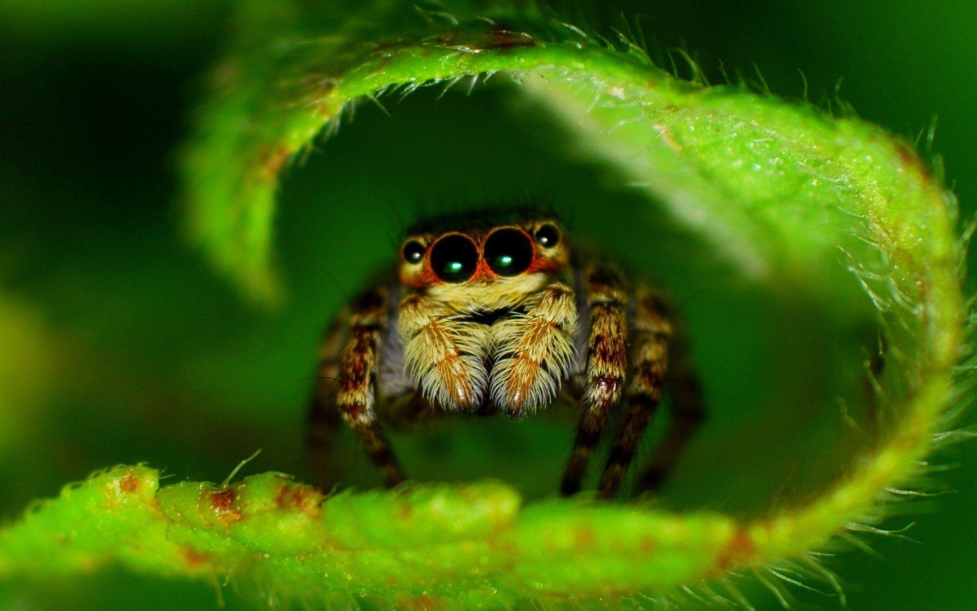 Spiders Wallpapers Wallpaper Cave