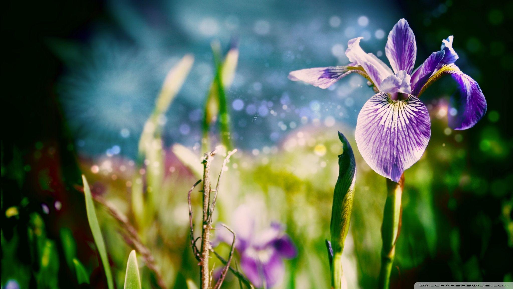 Magic Flowers HD desktop wallpaper, Widescreen, High Definition