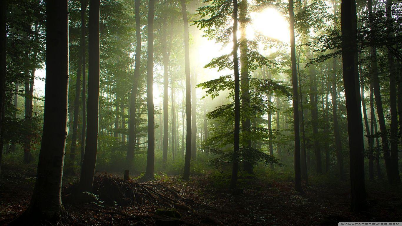Collection of Forest HD Wallpaper on HDWallpaper