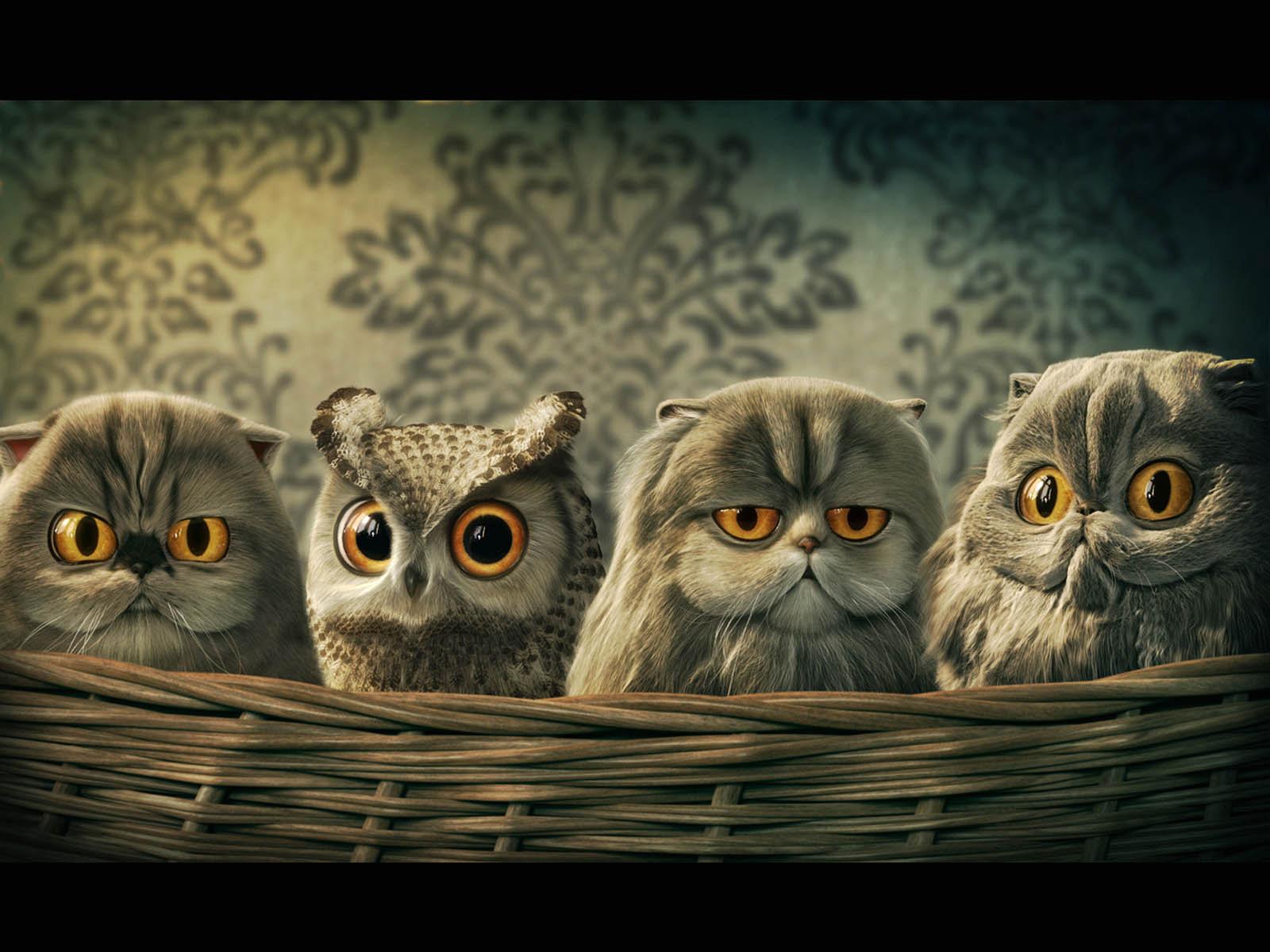 Wallpaper Funny Cats Or Owls x 1200 Funny Weird