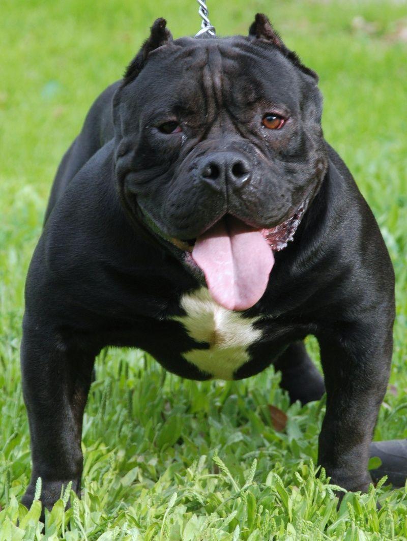 Funny black American Bully photo and wallpaper. Beautiful Funny