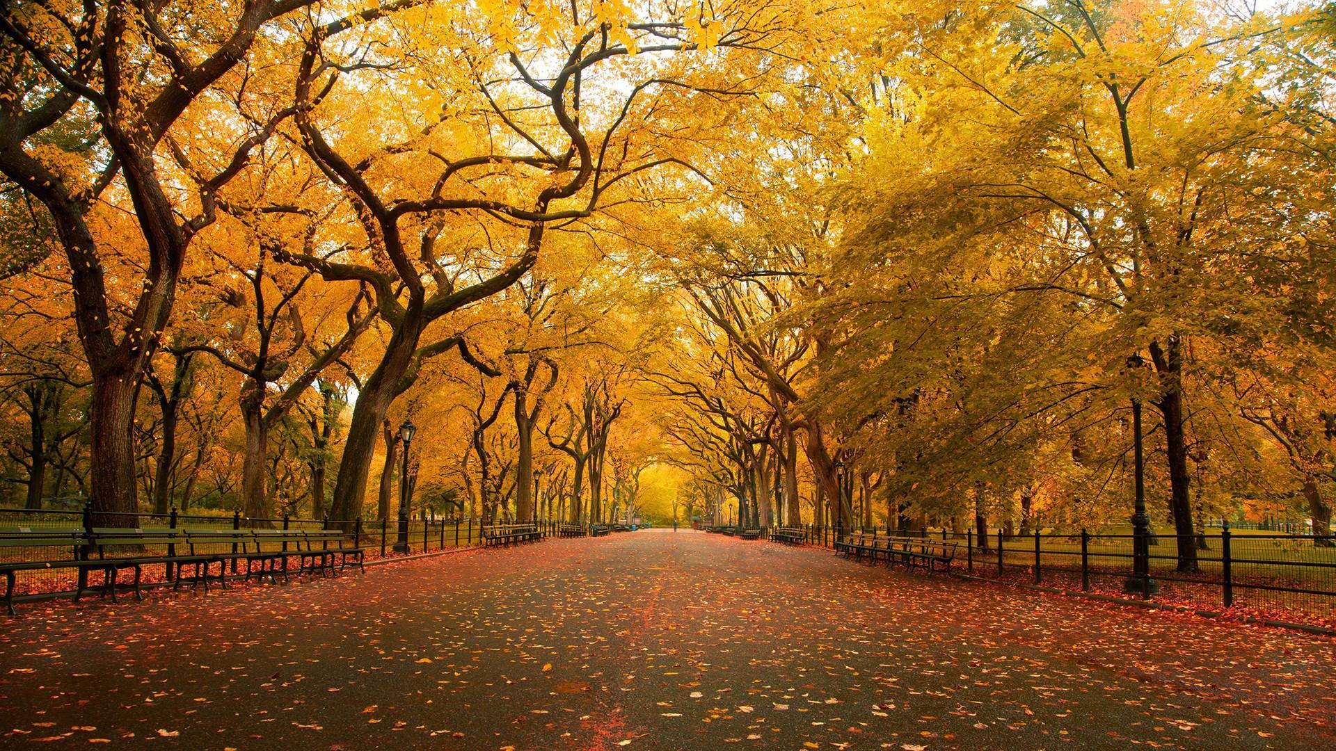 Autumn Wallpaper