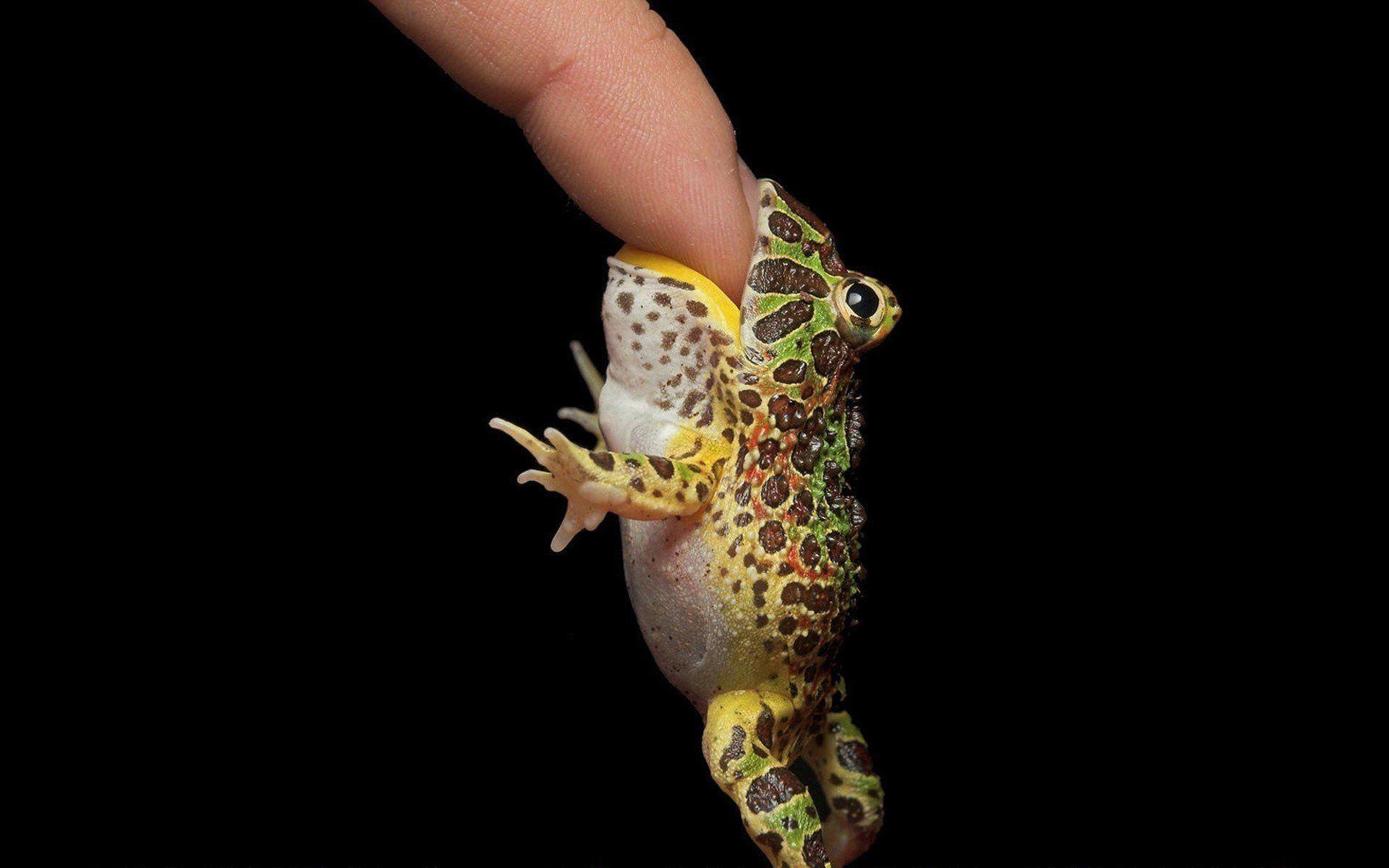 Frog Finger Wallpaper
