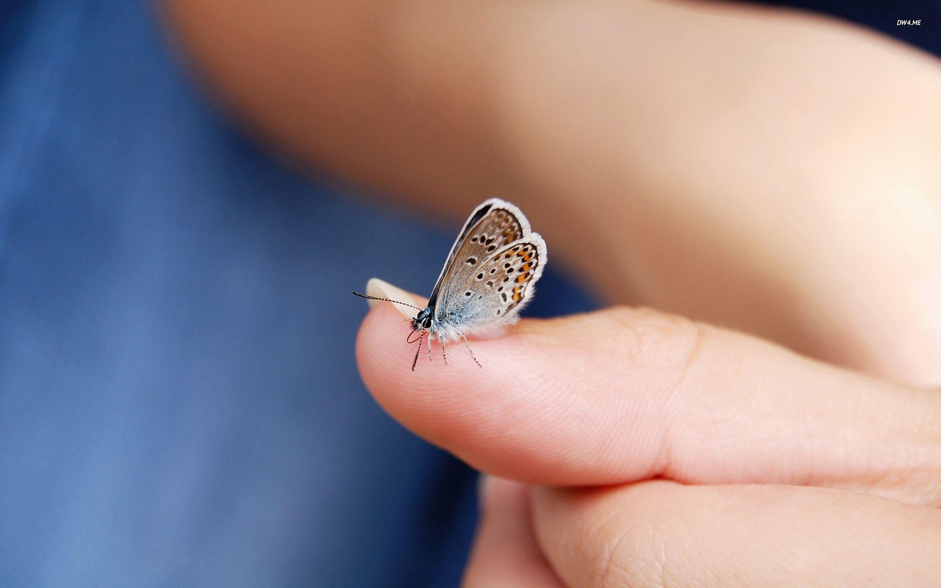 Butterfly on a finger wallpaper