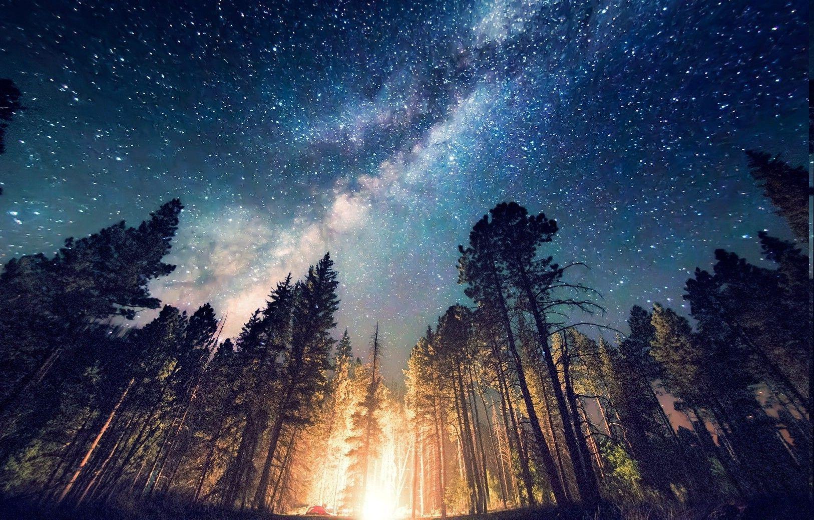 forest, Camping, Starry Night, Trees, Milky Way, Long Exposure