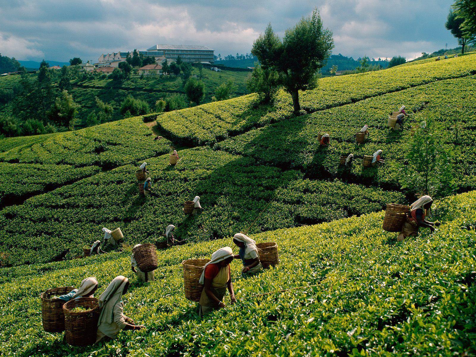 Free HQ Tea Harvest Sri Lanka Wallpaper HQ Wallpaper