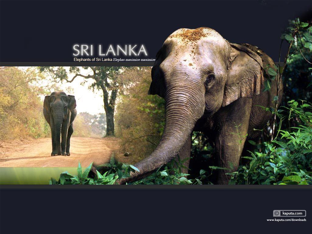 Sri Lanka Elephant Wallpaper in 1024 x 768 Resolution