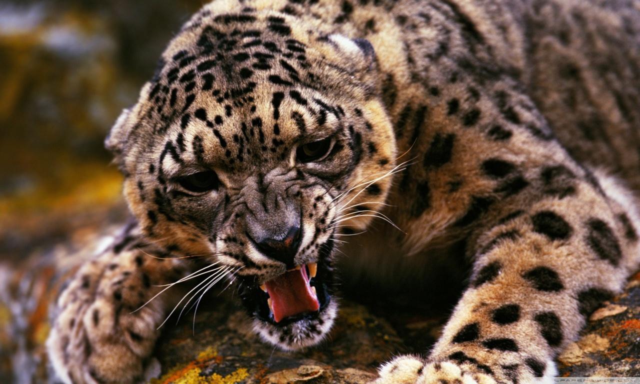Angry Cheetah HD desktop wallpaper, High Definition, Fullscreen
