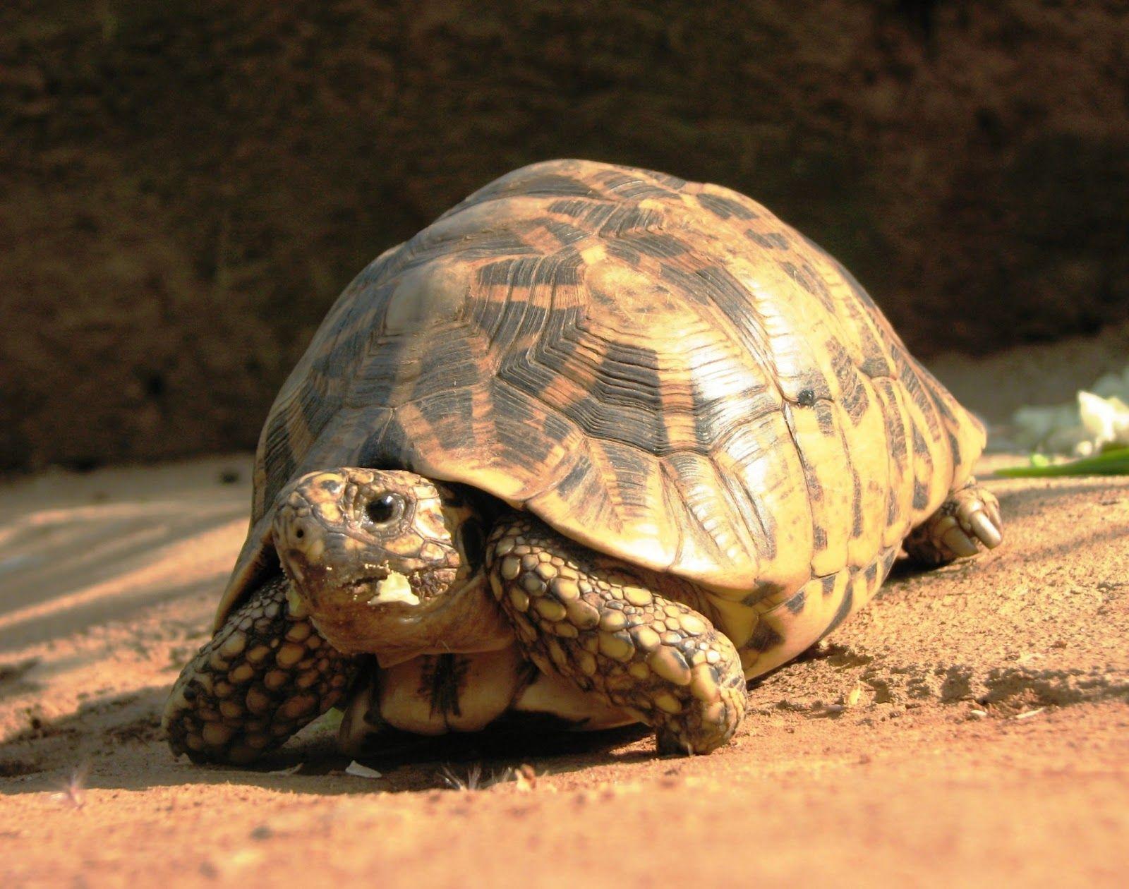 Tortoise wallpaper HD