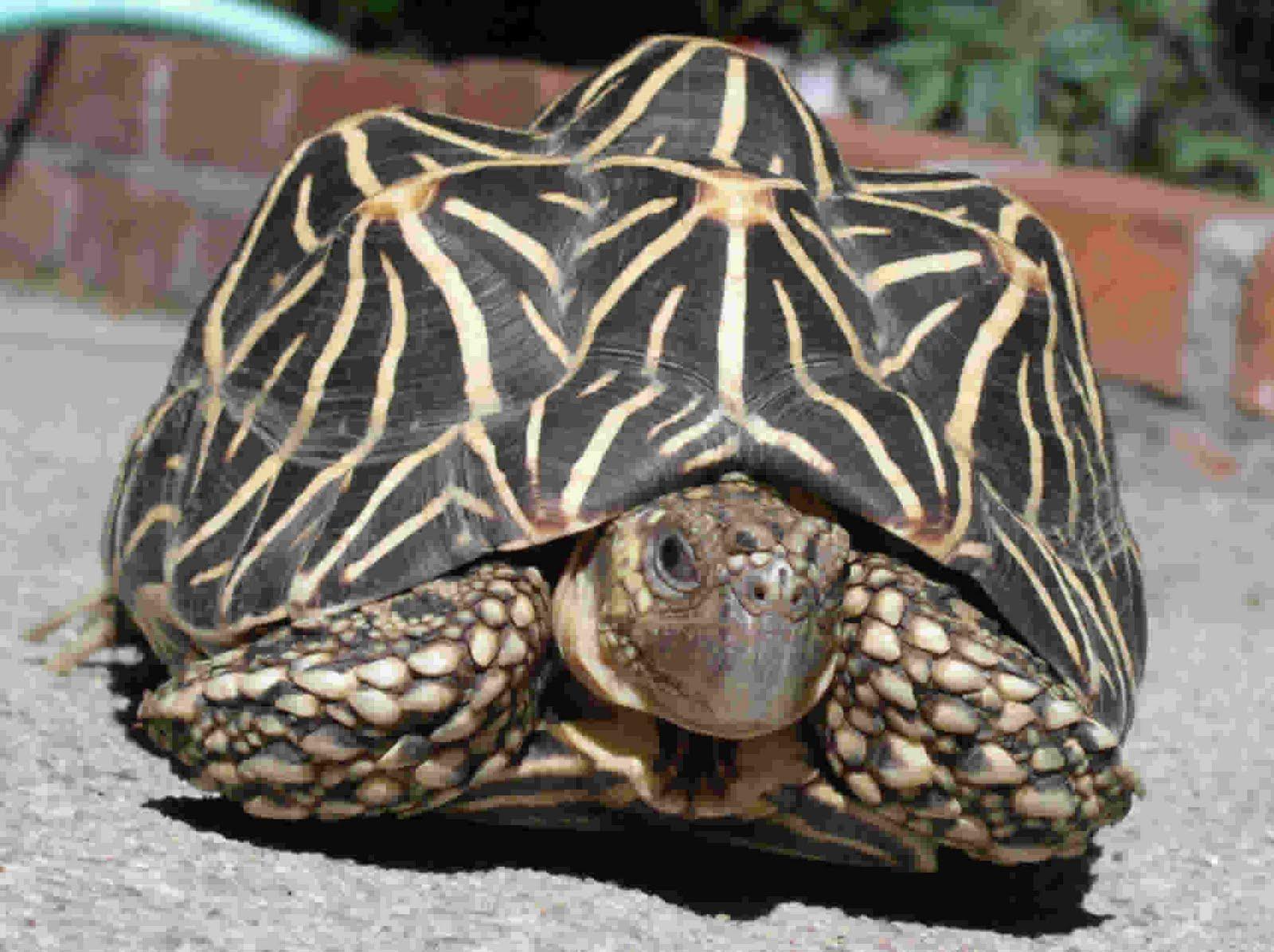 Animals Zoo Park: Tortoise Animals