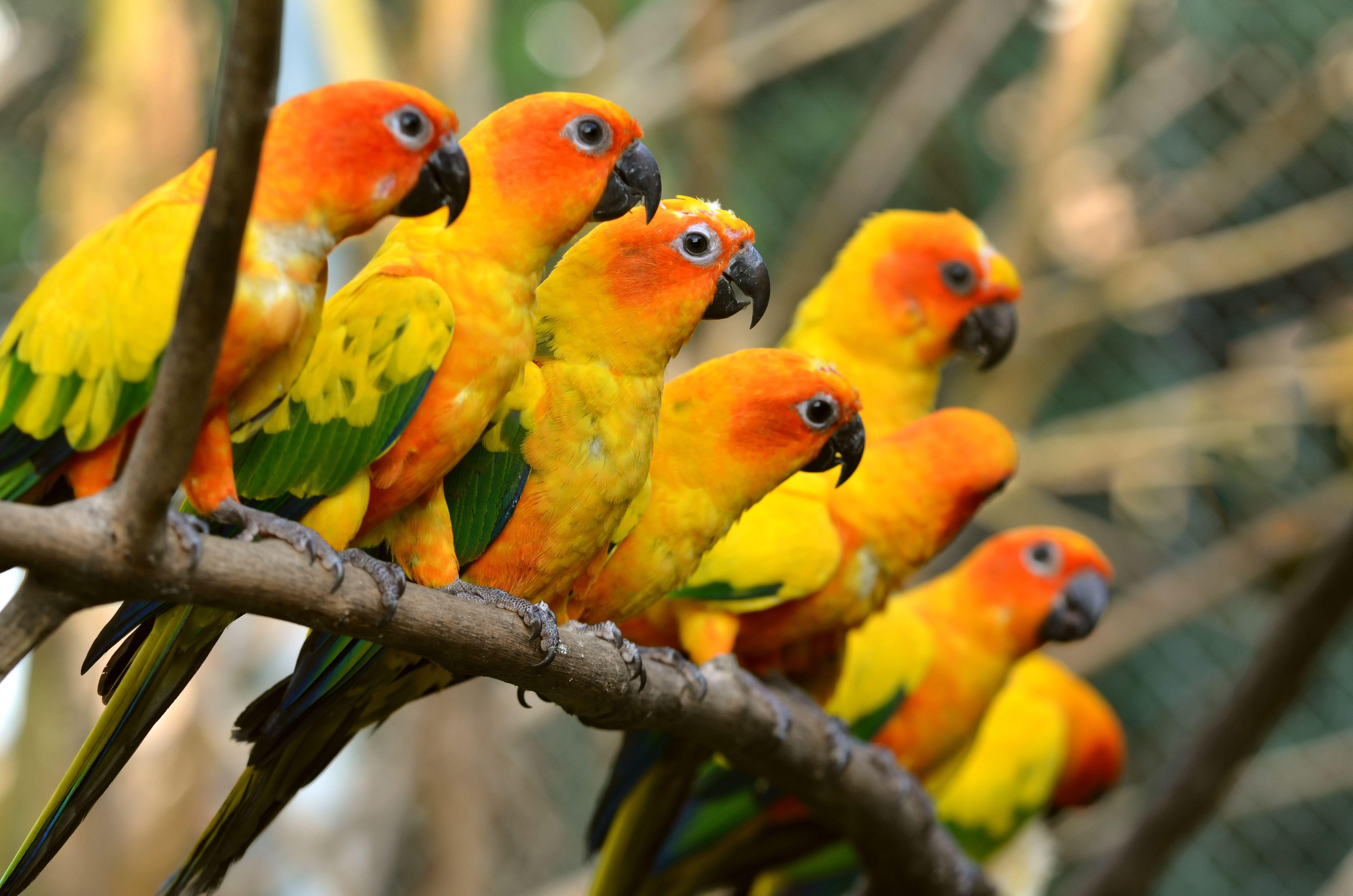 Parrot HD Wallpaper