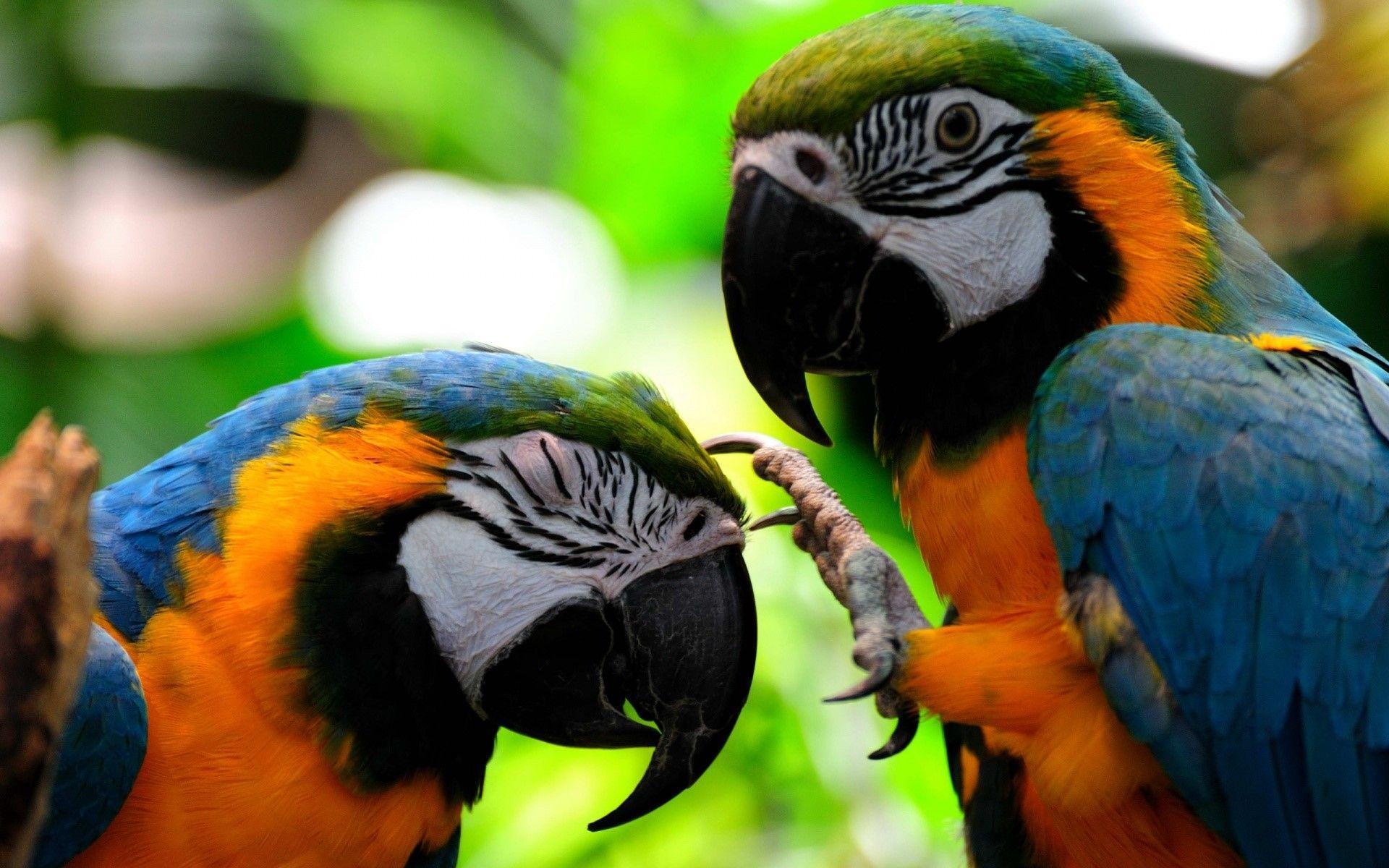 Two Colorful Parrots Fighting HD Bird Wallpaper