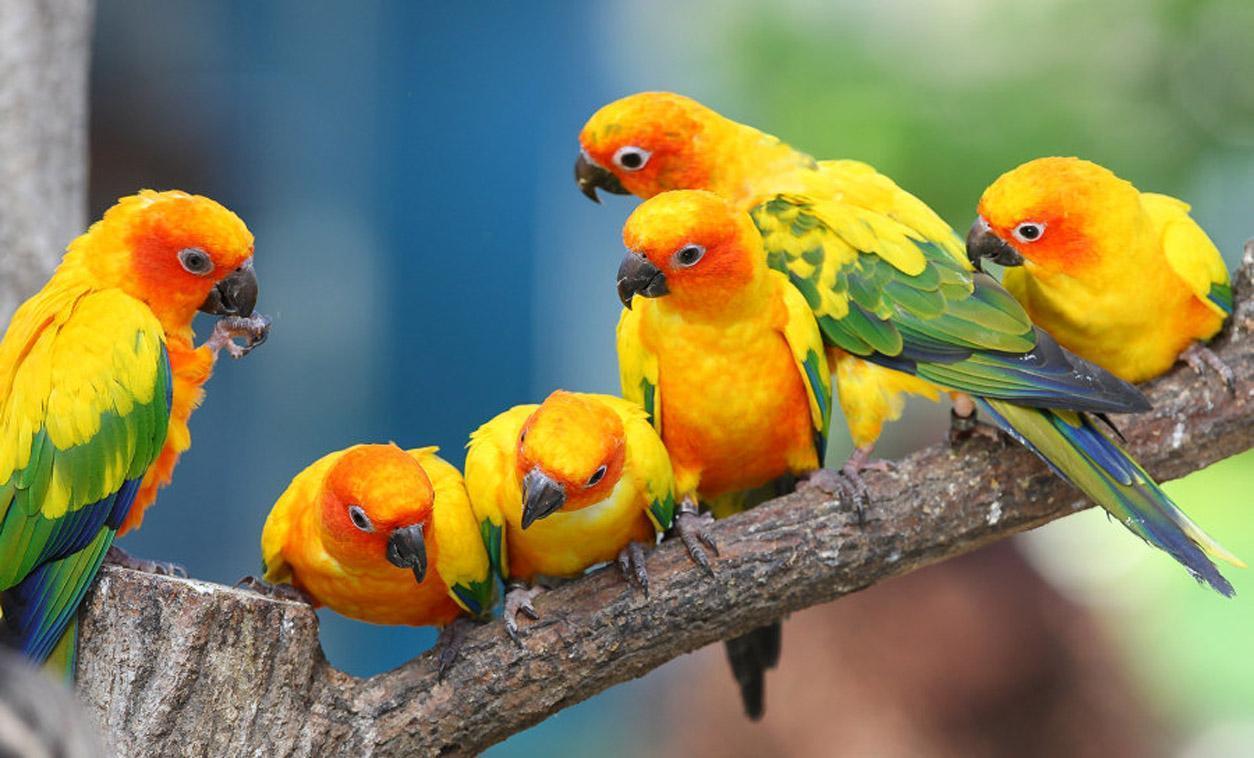 units of Parrot Wallpaper