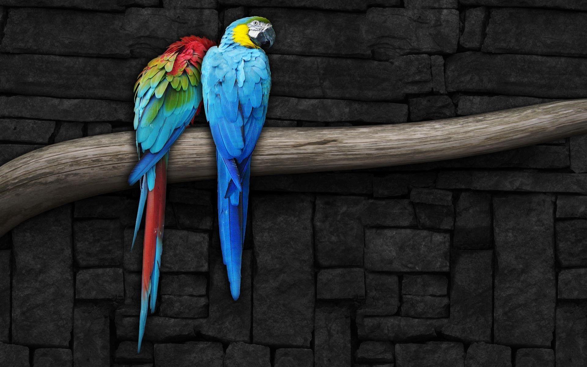 Pair of Colorful Parrots Bird on Branch Wallpaper