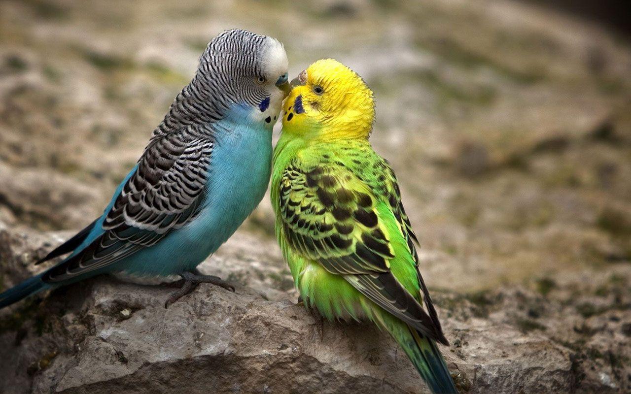 Pairs of parrots wallpaper 6 － Animal Wallpaper download