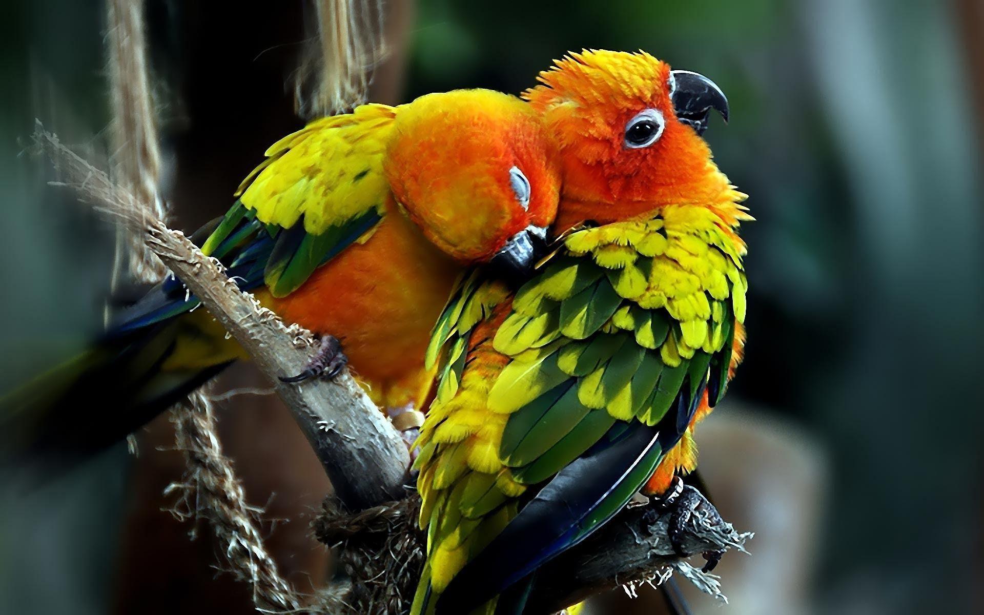Parrots wallpaper. Parrots