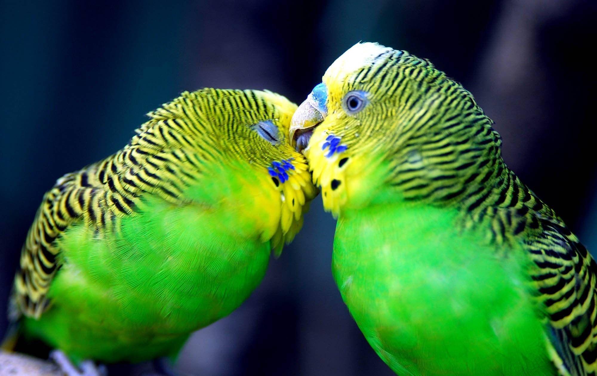 Beautiful Cute Parrots Kissing Romantic HD Wallpaper