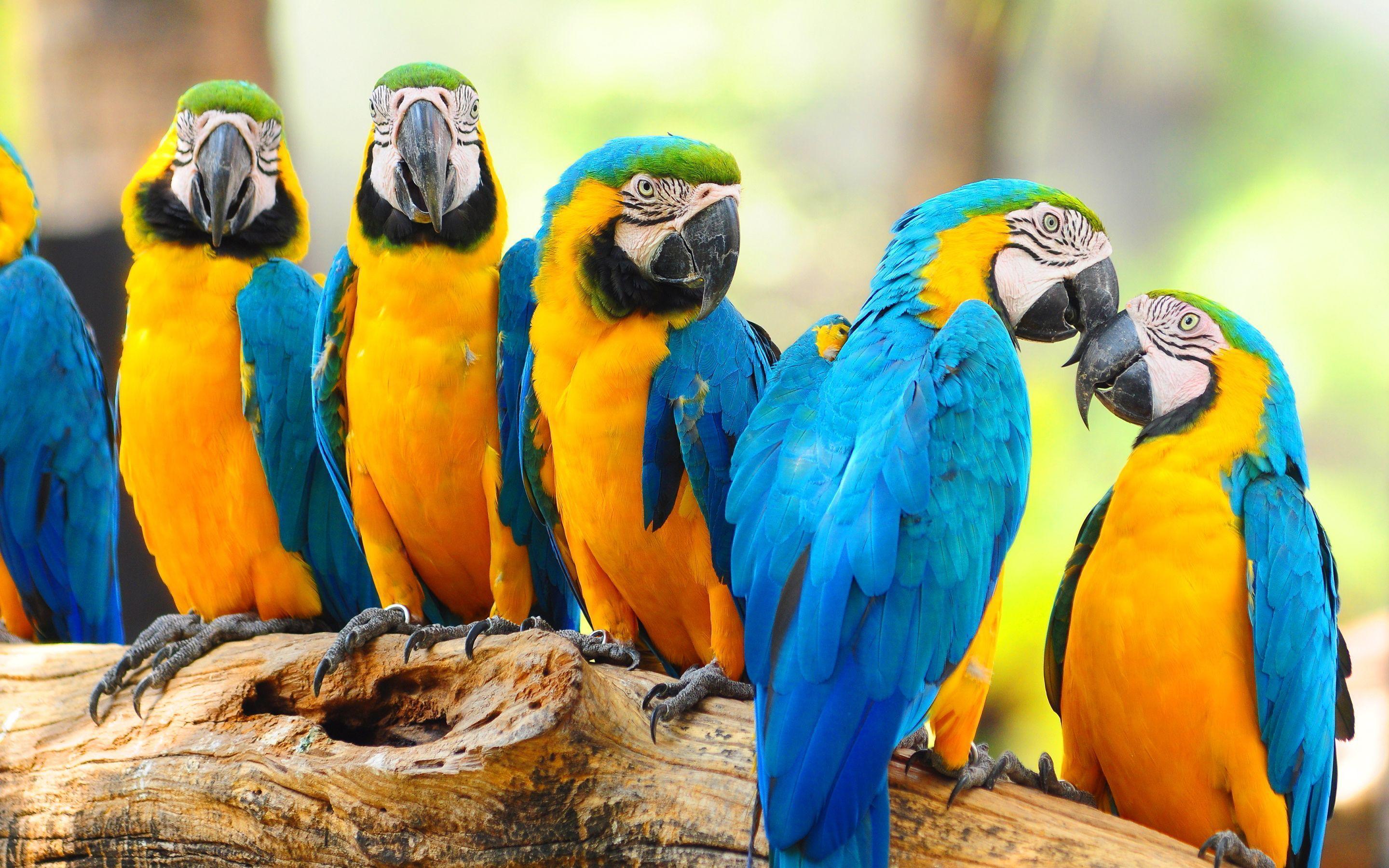 Lovely macaw parrots Wallpaper