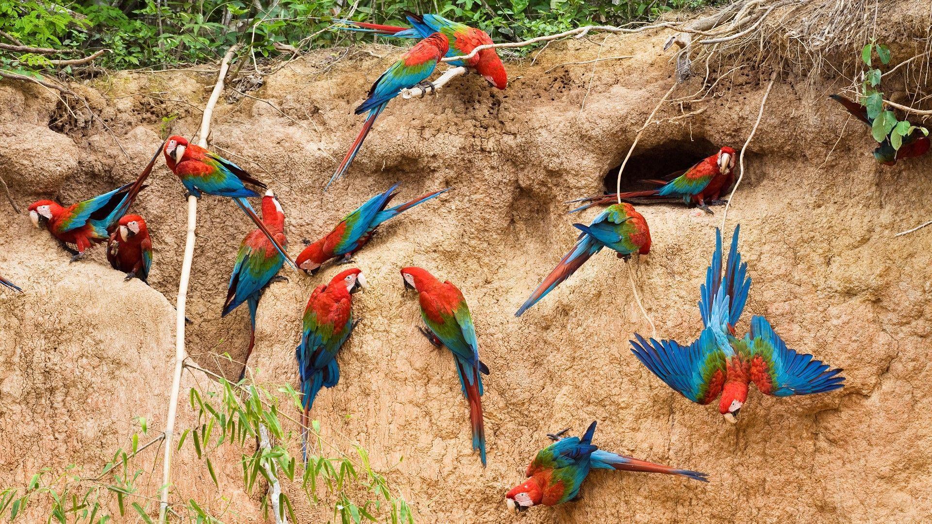 Beautiful Colorful Parrots Bird Nice Wallpaper