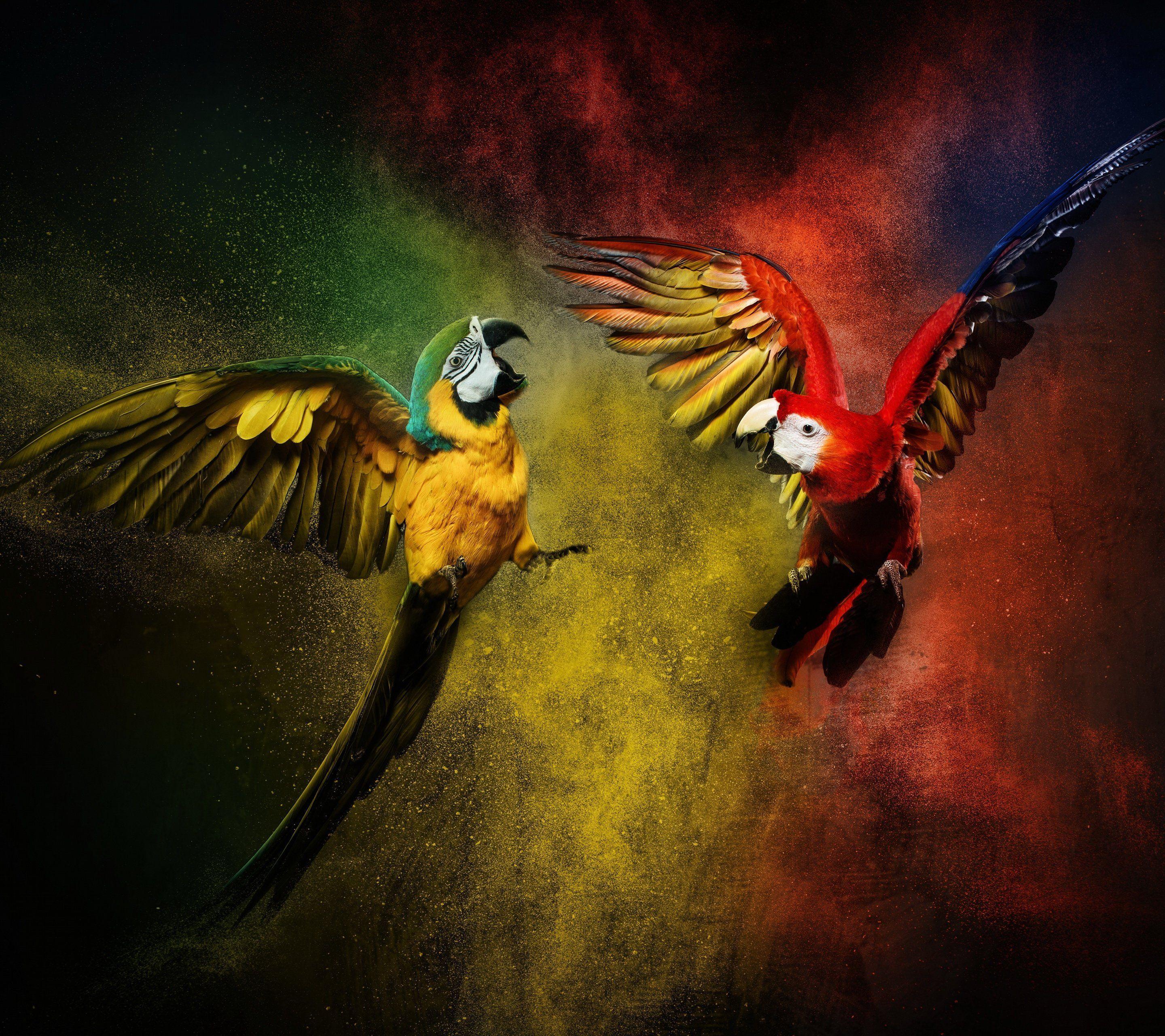 Parrots Wallpapers - Wallpaper Cave