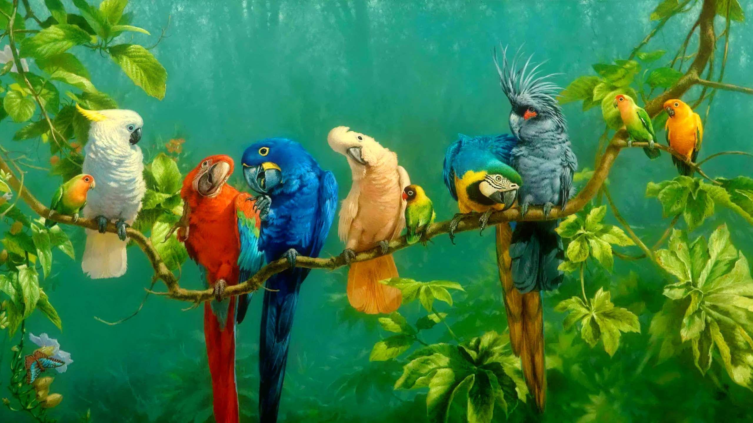 Colorful Parrots Wallpaper HD Downoad For Desktop and Moble