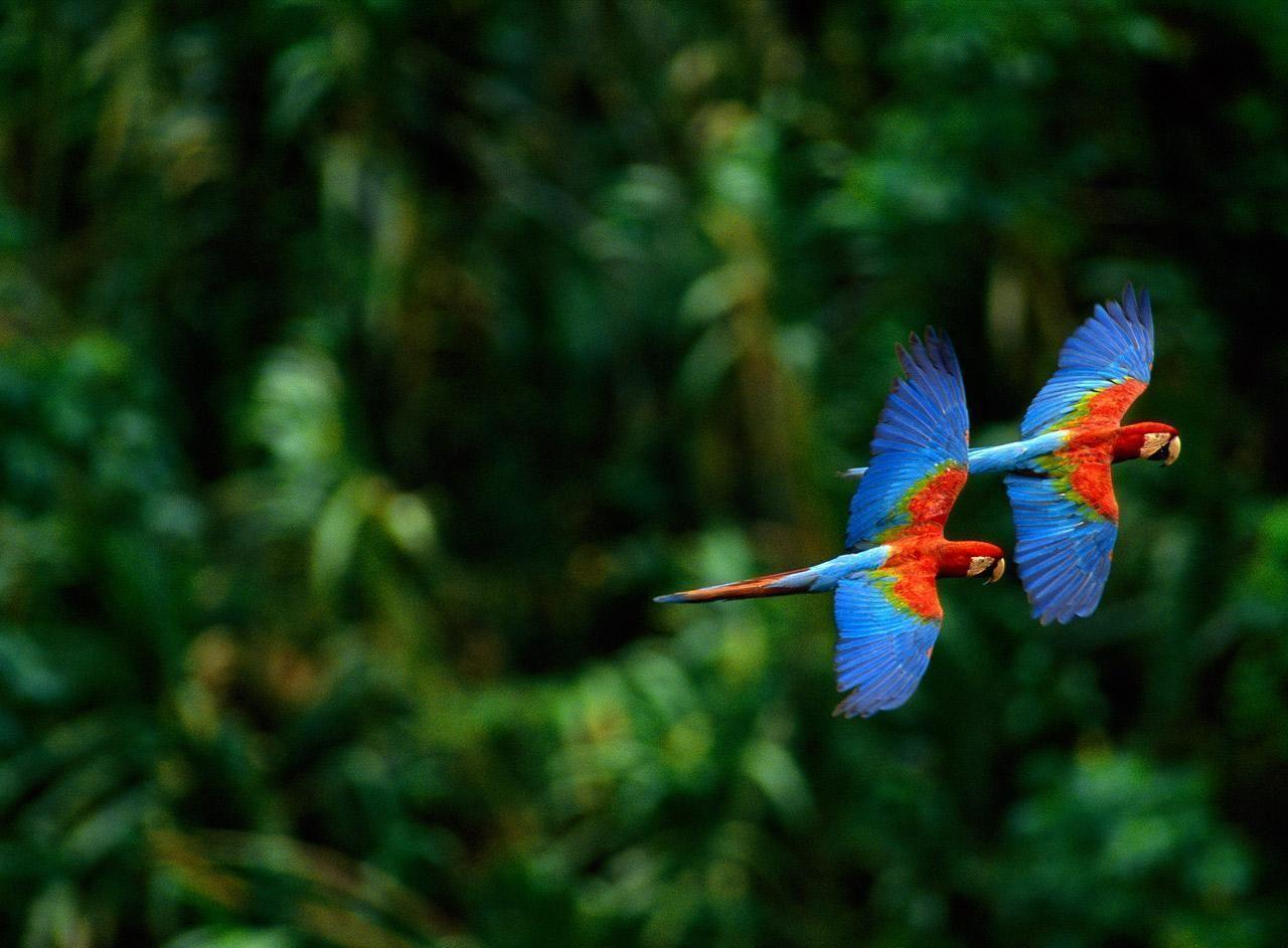 Macaw Parrot Wallpaper Cute and Docile