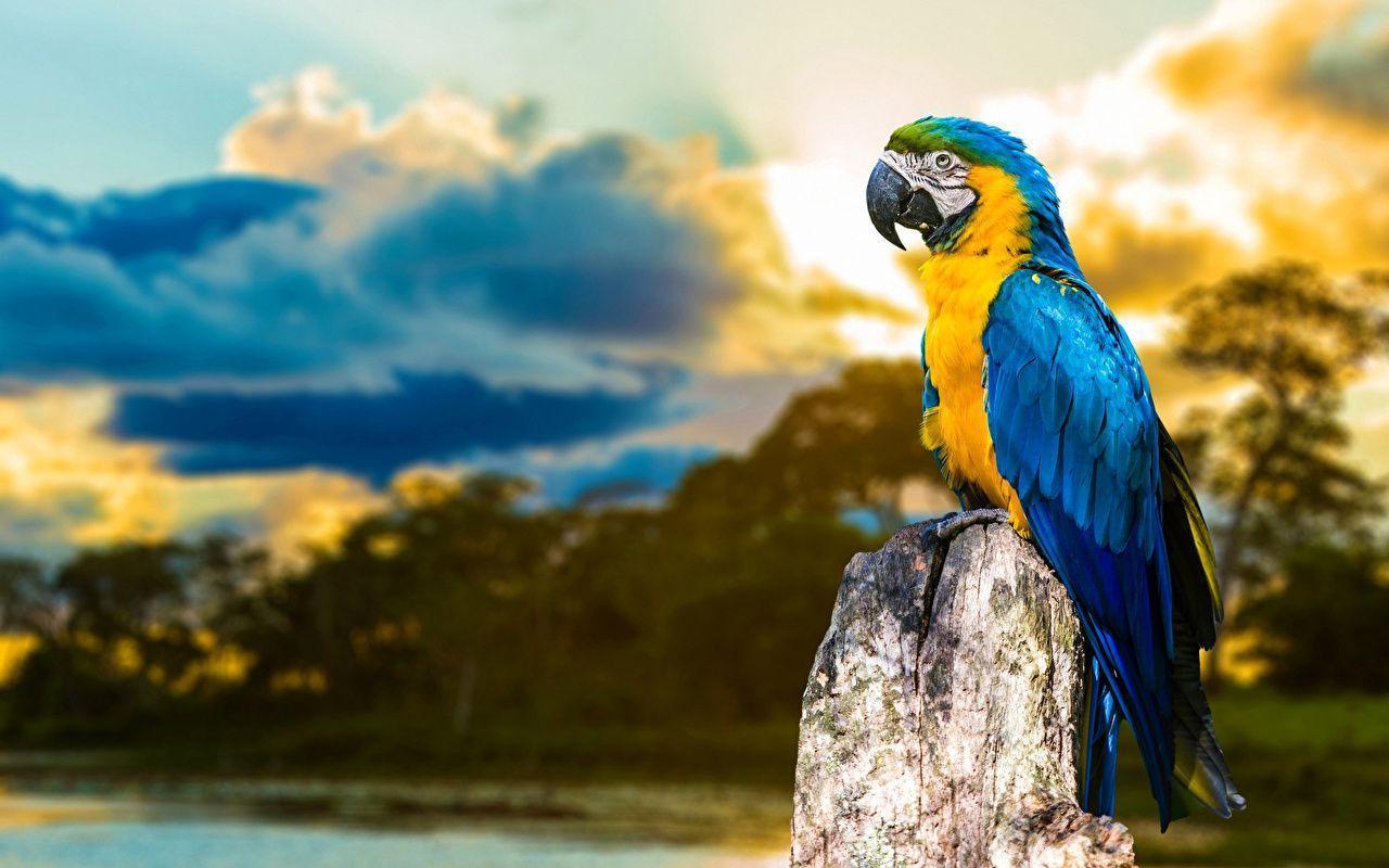Parrots Birds free Wallpaper (213 photo) for your desktop