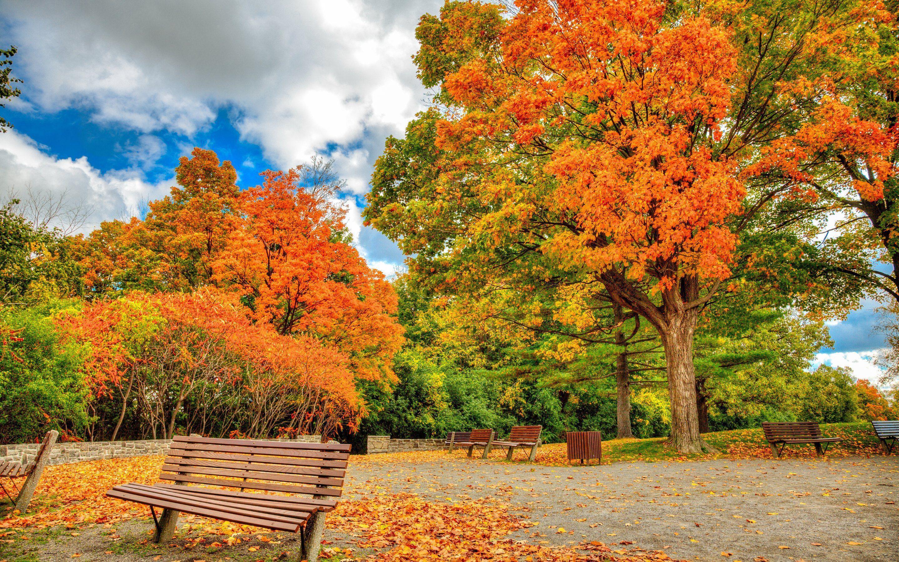 Autumn in Ottawa Wallpaper · 4K HD Desktop Background Phone Image