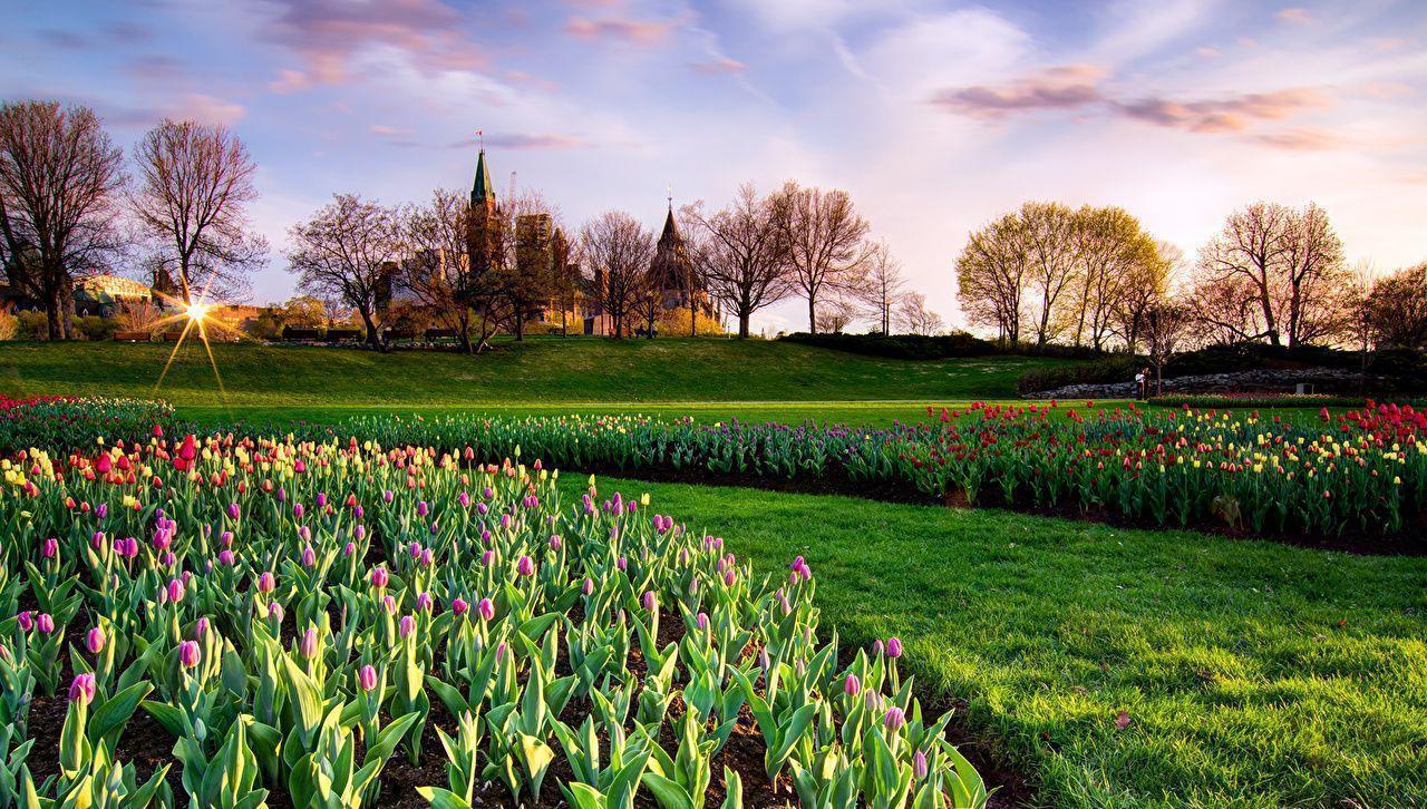 Wallpaper Canada Parks Tulips Sky Ottawa Ontario Lawn Trees
