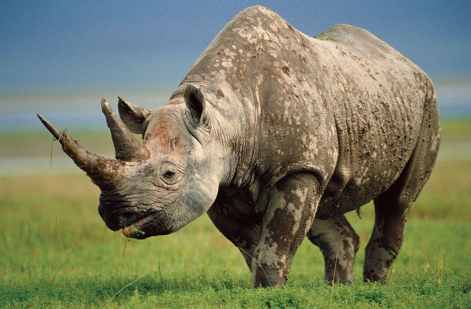 Top Collection of Rhino Wallpaper, Rhino Wallpaper, Pack V.924