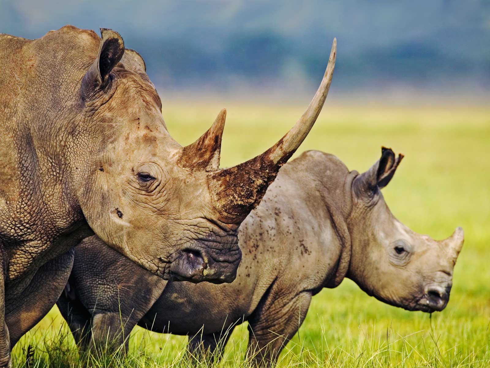Rhino wallpaper Cute and Docile