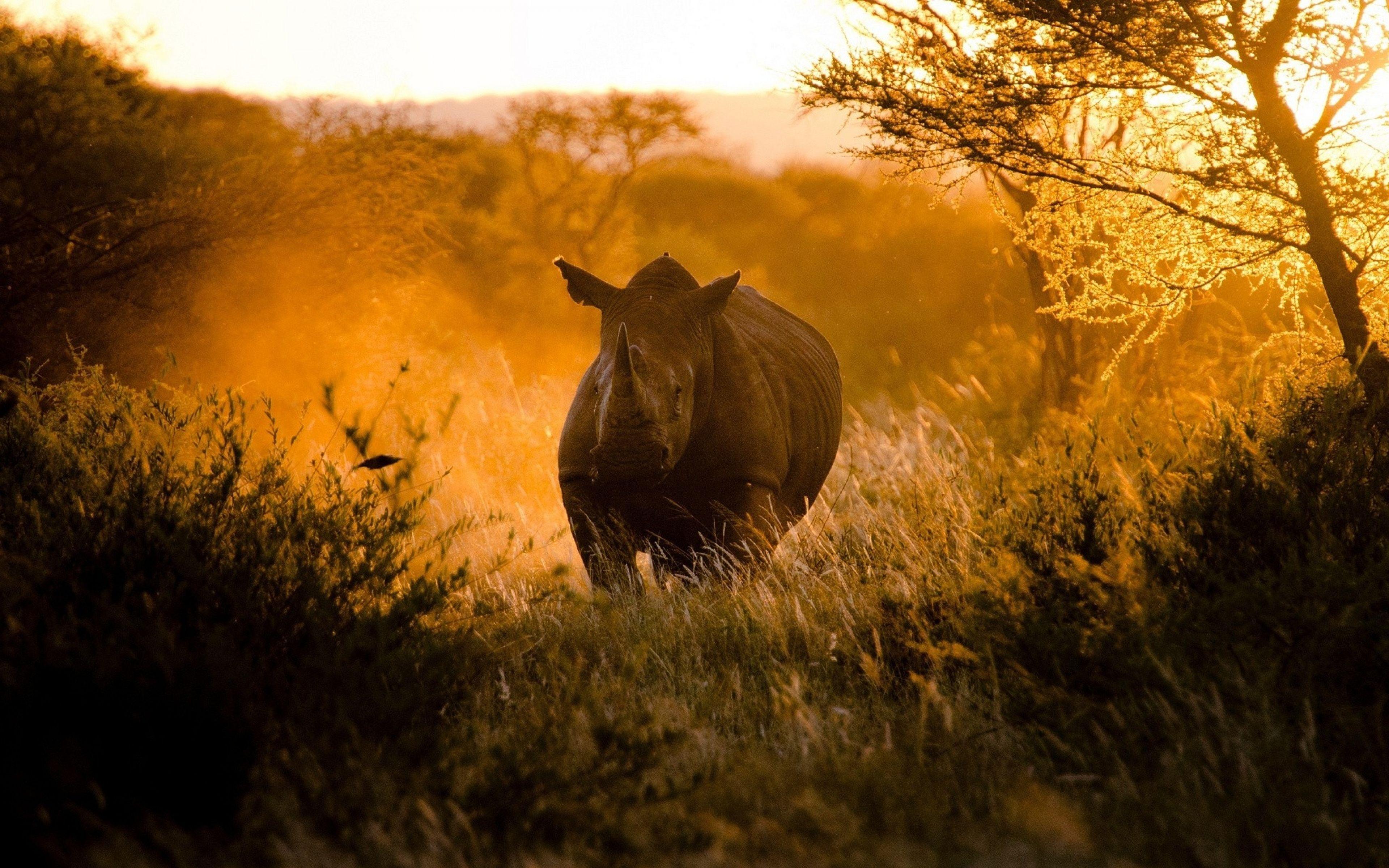 Ultra HD 4K Rhino Wallpaper HD, Desktop Background 3840x2400