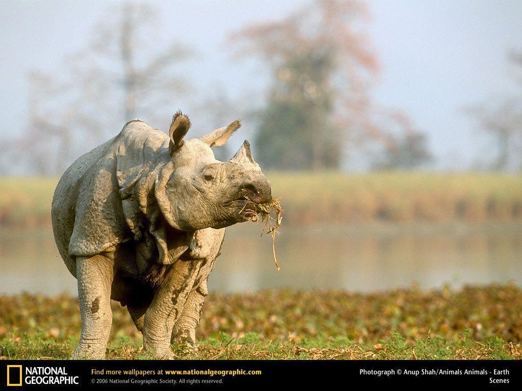 Rhino Picture, Rhino Desktop Wallpaper, Free Wallpaper, Download