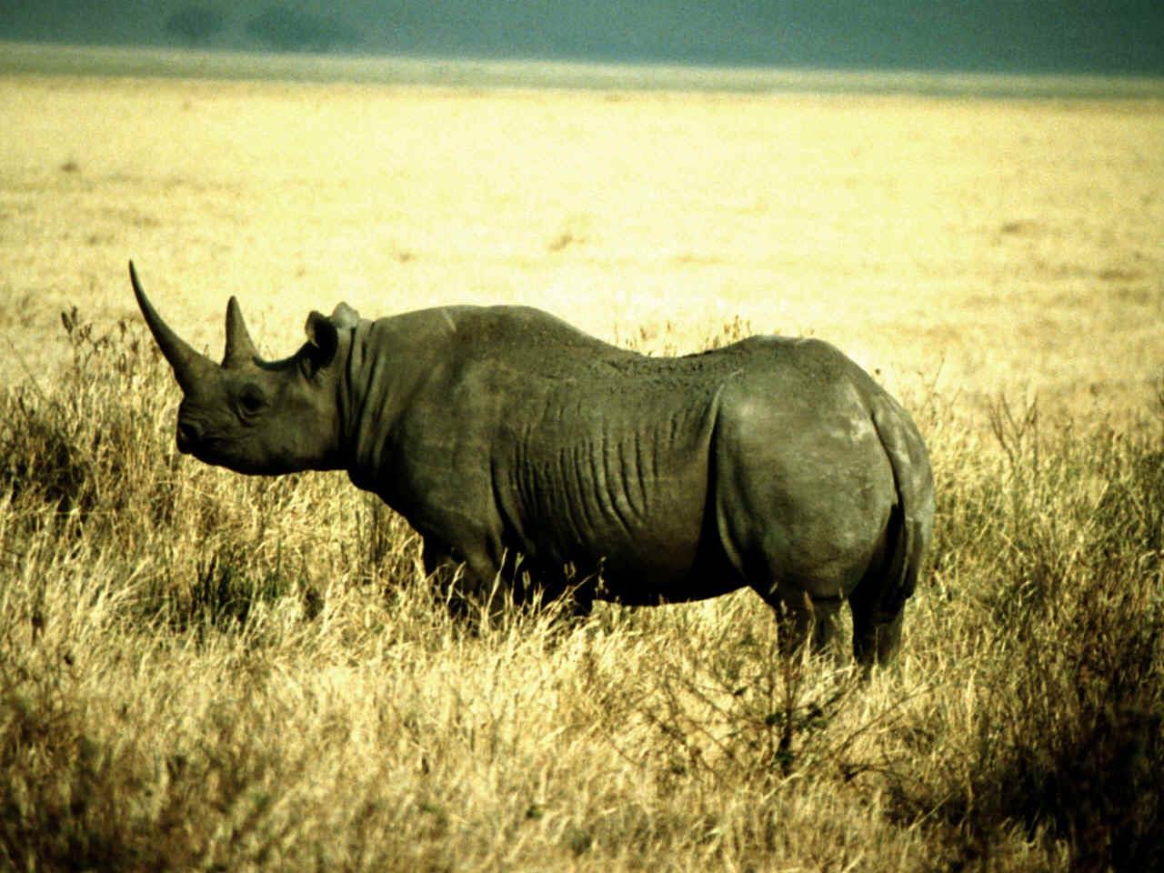 Rhinoceros HD Desktop Wallpaperwallpaper.net