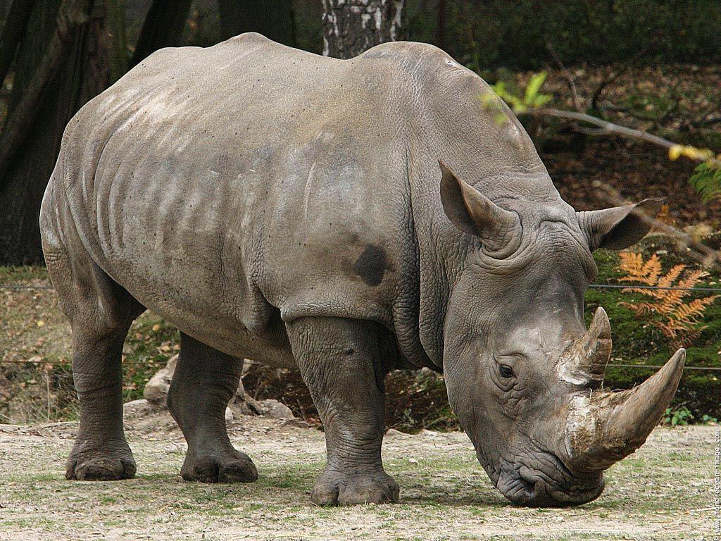 Rhino wallpaper Cute and Docile