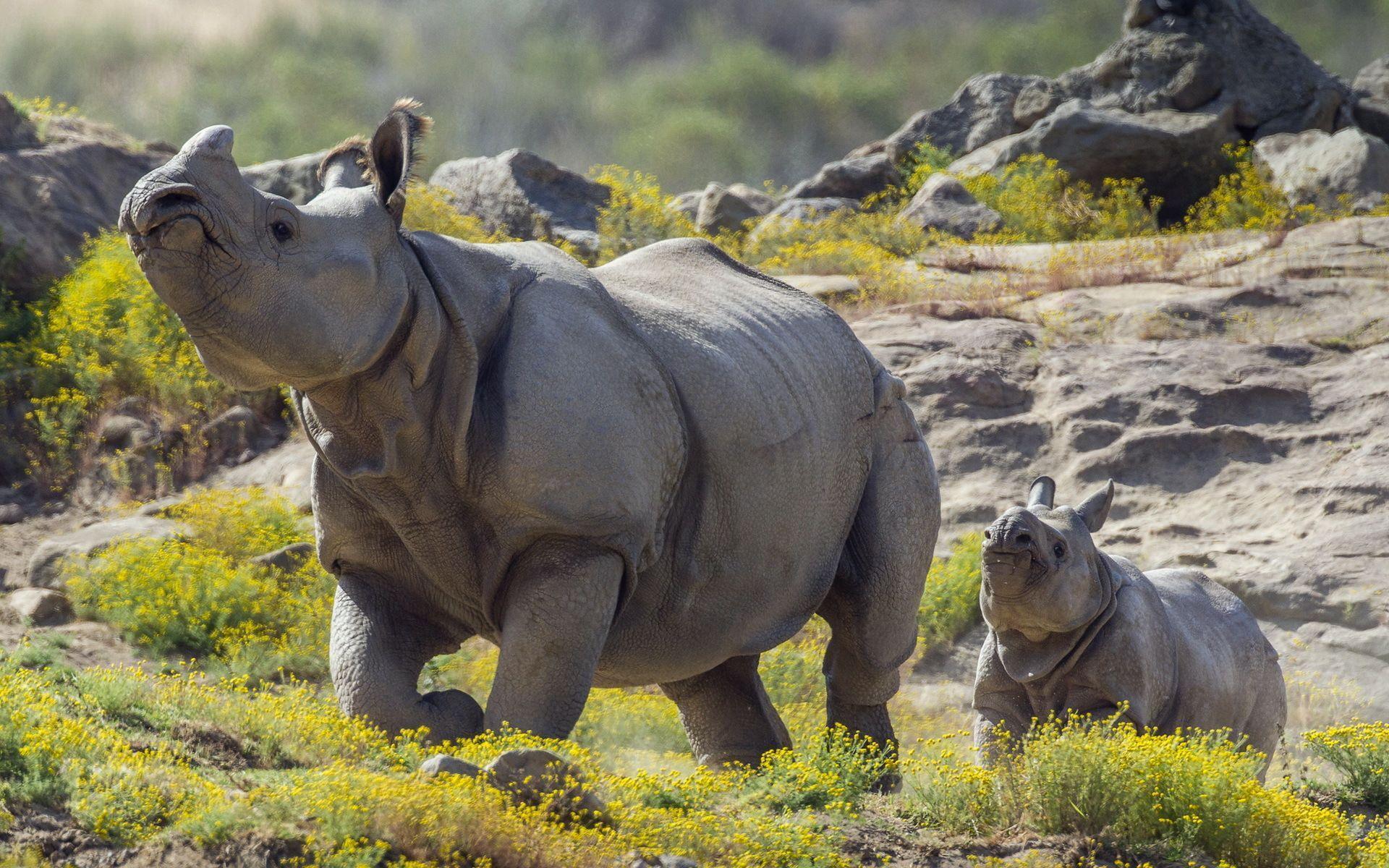 Awesome Rhino Pic