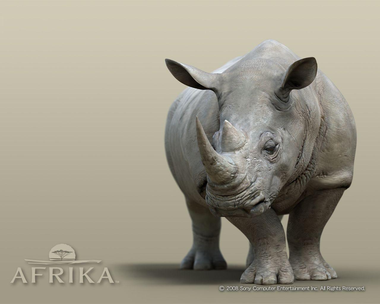 Rhino Animal wallpaper