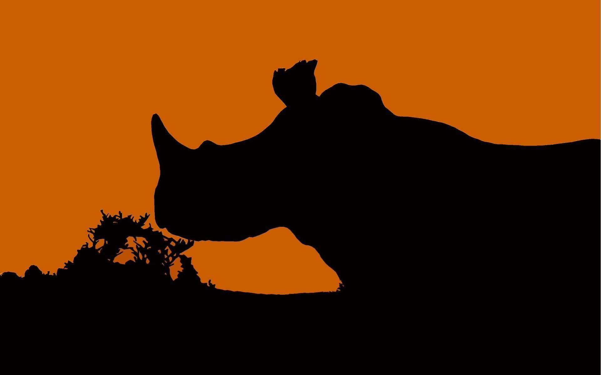 Rhino HD Wallpaper Wallpaper Pop