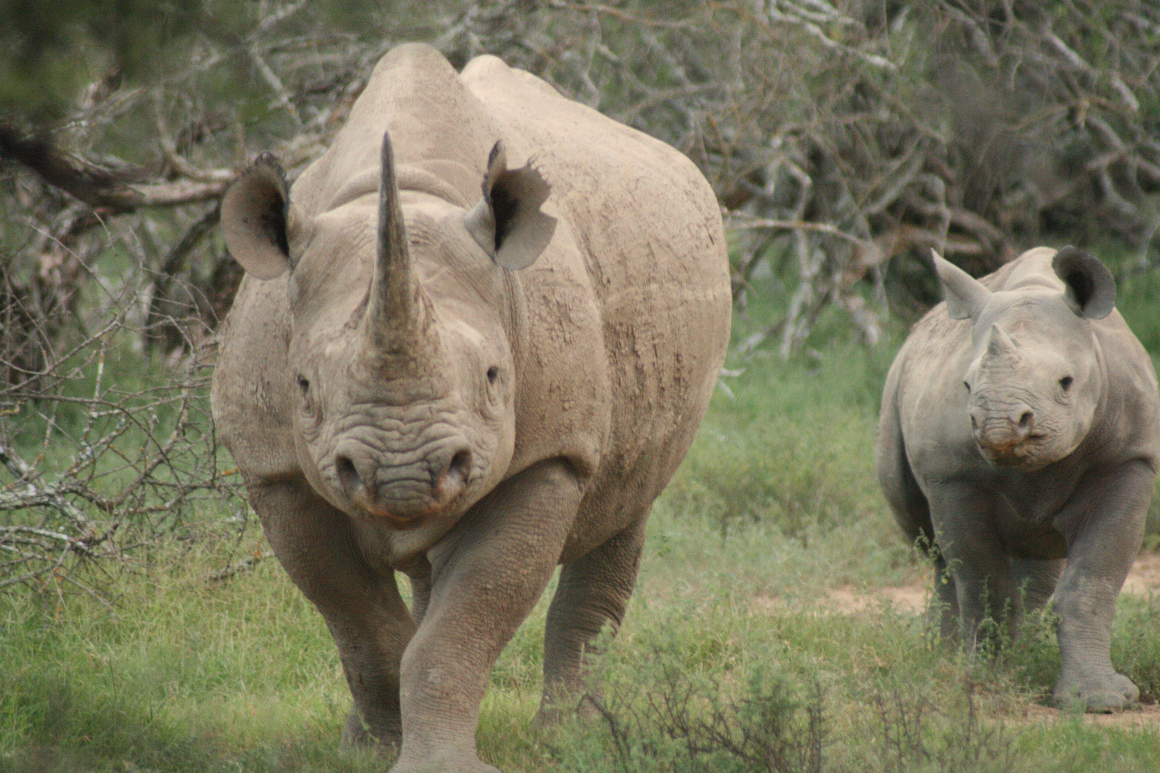HD Rhino Wallpaper and Photo. HD Animals Wallpaper