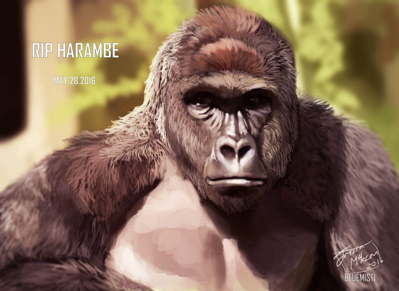 Harambe Wallpaper Related Keywords & Suggestions
