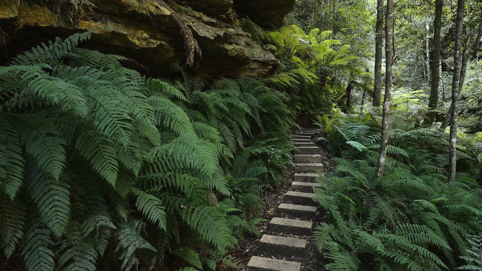 Australia ferns national park new south wales wallpaper