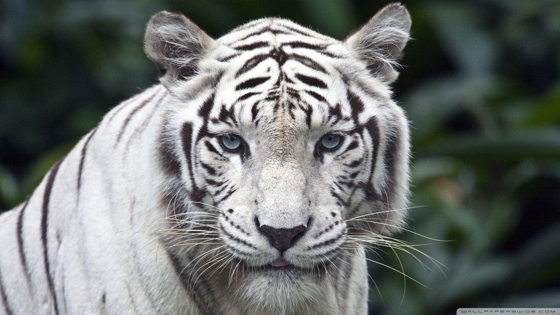 White Tiger ❤ 4K HD Desktop Wallpaper for 4K Ultra HD TV • Wide