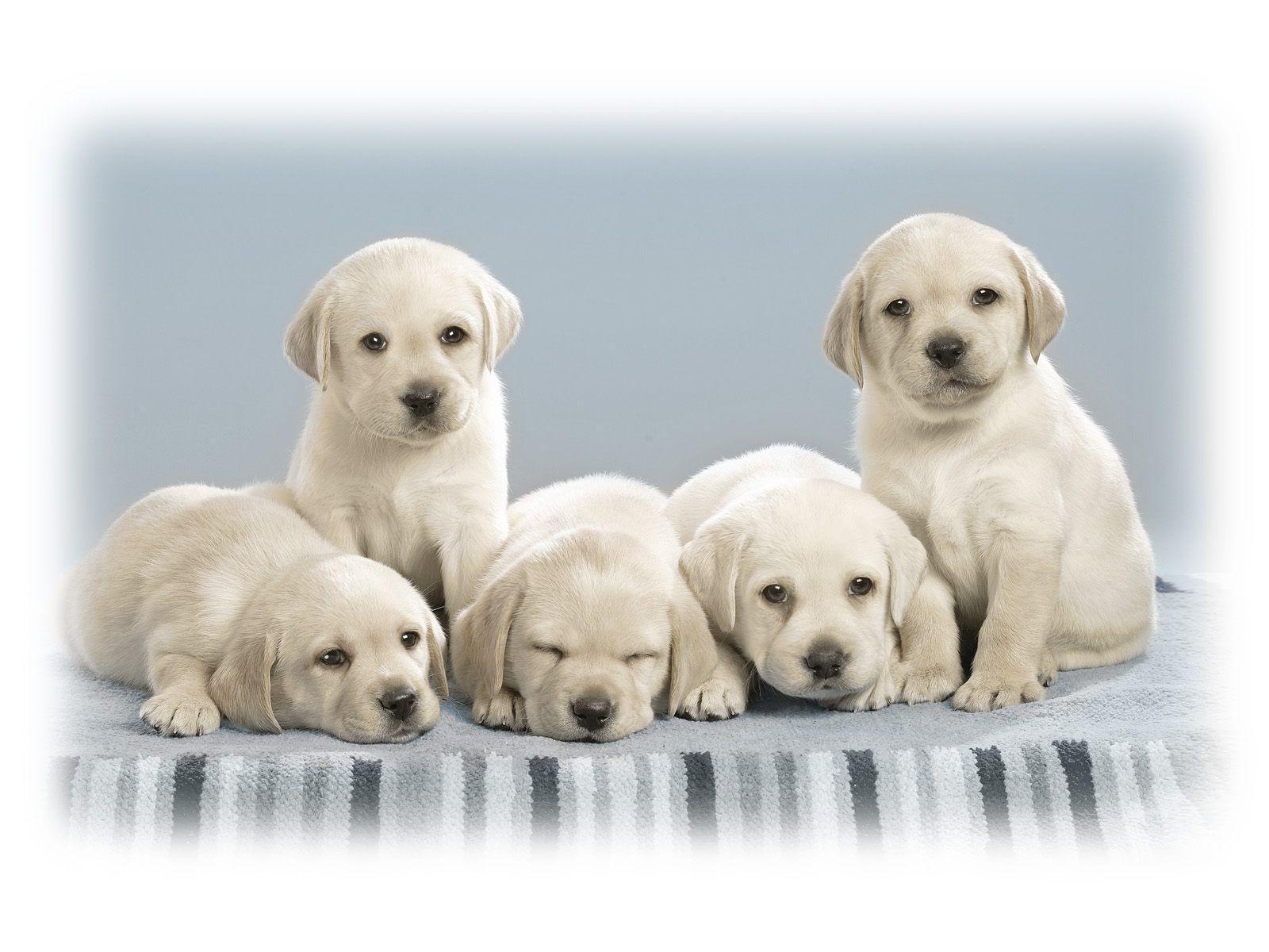 Puppies Wallpaper Free Download