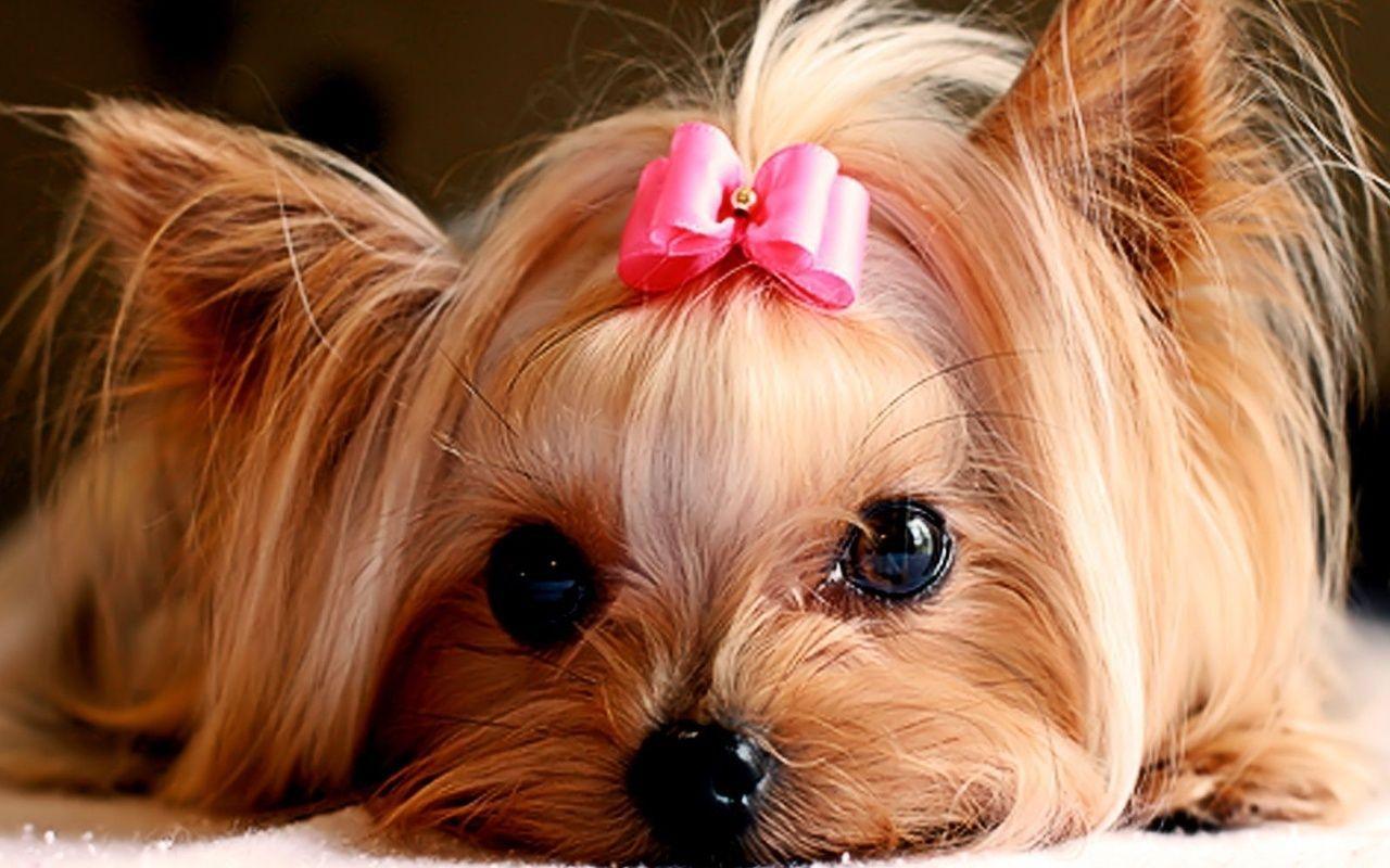 Collection of Cute Puppies Wallpaper on HDWallpaper