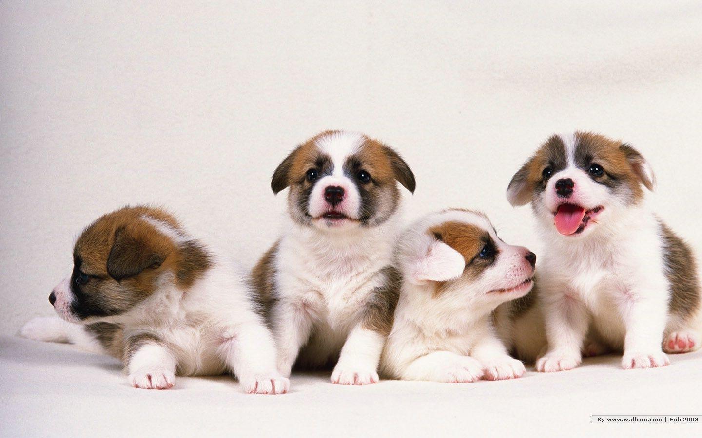 Wallpaper Puppies