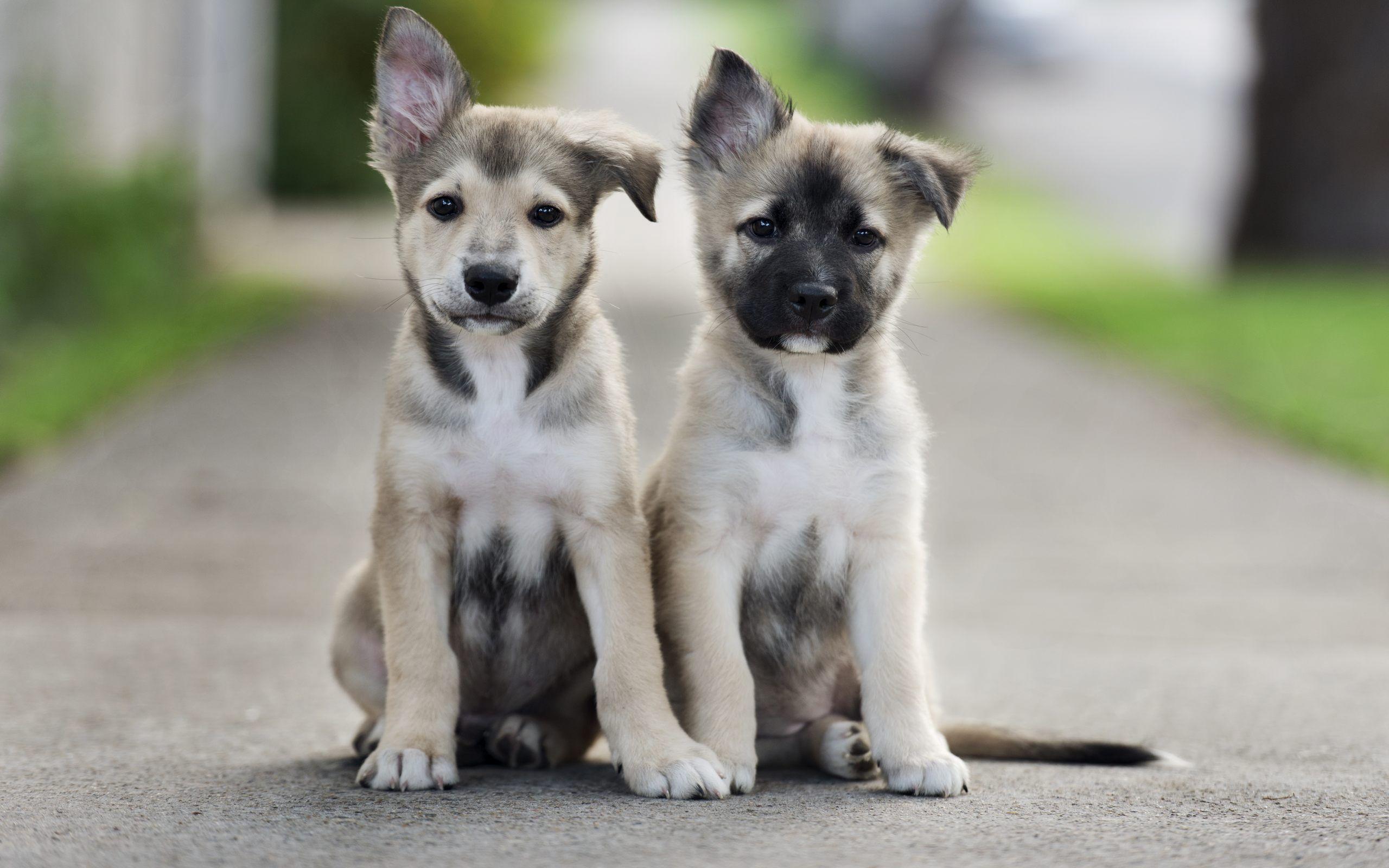 Cute Puppies Wallpaper Free for Desktop Background Animal Puppy
