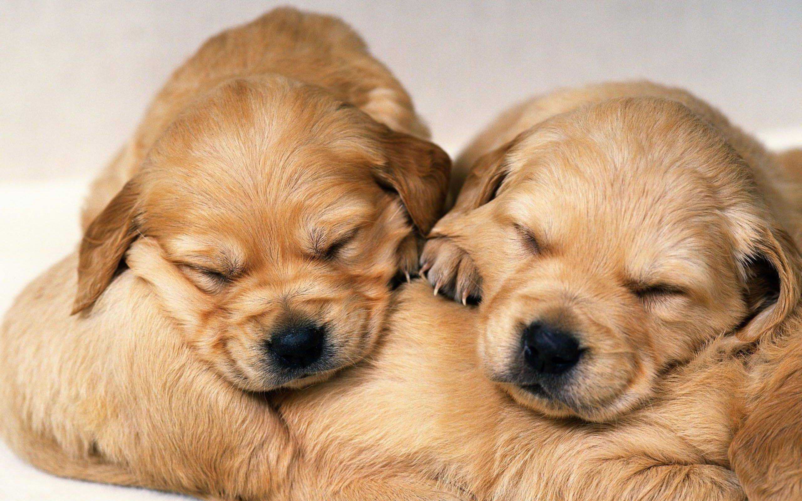 58+ Koleksi Terpopuler Cute Baby Dog Wallpaper Download