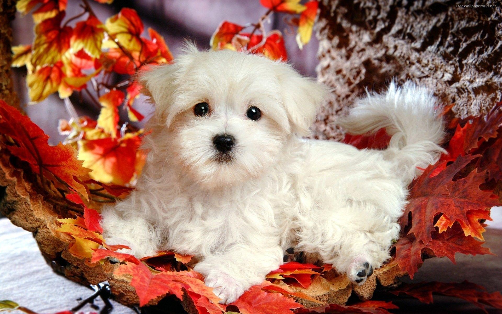 Cute Puppies Wallpaper Background